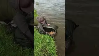 Домой 🐳💨🔥🔥🔥#карпфишинг #catchandrelease #carpfishing #carpfishingismylife #bigcarp #рыбалка #прикол