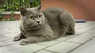 Your Cat's Disappointed Face When You Slip Up