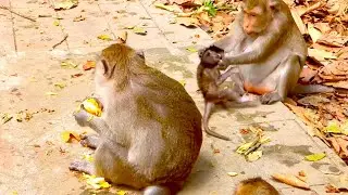 Monkey April Shows Cautious Behavior Around Piper&rsquo;s New Baby