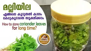 How to store coriander leaves for long time. മല്ലിയില കേടുകൂടാതെ സൂക്ഷിക്കാം