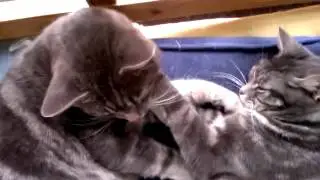 Quentin's Pets: Love me tender