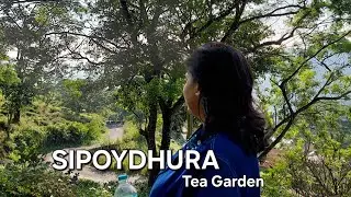 Vintage Vibes & Rolling Hills | Aesthetic Travel to Sipoydhura Tea Garden