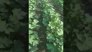 ckc 5 cotton seed. khubsurat kapas ka khet #tractor pk