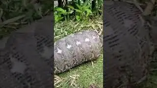 Viral Giant snake eat man #viral #video #shorts #shortsvideo #snake #memes #best