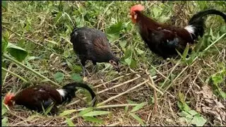 Survival Skills Wild Chicken Trap Using The Bamboo - Catch & Cook