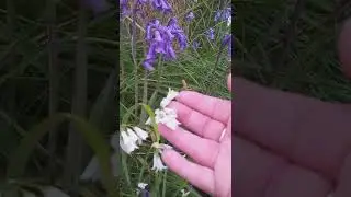 An Early Morning Meander amongst the Cornish Bluebells, Forgotten Mines & Gentle Birdsong - Part 1