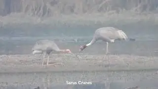 Patna Bird Sanctuary District Agra