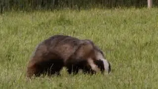 Dachs auf Nahrungssuche   Foraging badger