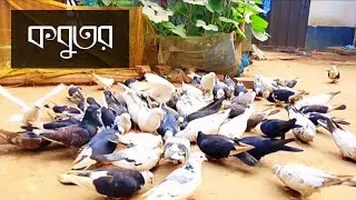 asian pigeons video | গিরিবাজ কবুতর | দেশি গিরিবাজ কবুতর | beautiful pigeons video | amazing pigeon