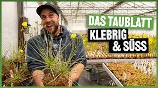 Diese Pflanze f&auml;ngt Fliegen mit Honigduft: Drosophyllum lusitanicum #296