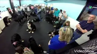 Meetup over 30 Bernese mountain dogs