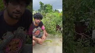 মিস্টি আমড়া গাছে  অধিক ফলন পেতে কি পরিচর্যা করবেন, How to care june plum plant  #gardening