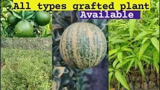 all imported fruit plant nursery || mango malihbad nursery co no 8009454673