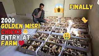 Finally 2000 Golden Misri Chicks Bhi Agaye Farm pr😱❤️🐤 | Golden Misri farming At Home Small Scale🏠