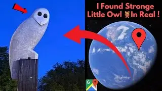 I Found Stronge Little Owl 🦉In Reel On Google Earth 4D Maps #googleearth #googlemaps #viralvideo 