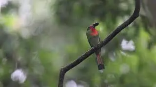 Red-bearded bee eater