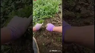 🔴LIVE🔴🤫TI was harvesting cilantro in the greenhouse today. I enjoyed the work.