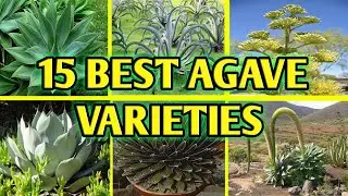 15 Types of Agave Plants to Grow | Best Agave Varieties