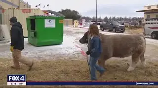 Fort Worth Stock Show and Rodeo exhibitors look to keep livestock warm, safe in icy conditions