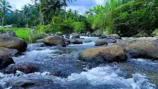 Nature ASMR River Water and Birds Chirping for Sleep 🌊🐤