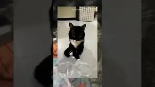 #kucing #kucinglucu #kucingkucingan