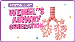 1. Weibel&rsquo;s Airway Generations | Pulmonary Physiology | USMLE Step 1