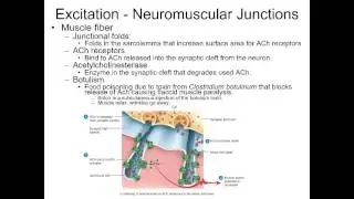 Excitation Contraction Coupling