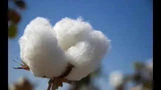 Cotton Farming News in Depth Documentary by Pennipher S.Nyirenda