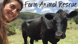 Farm Animal Rescue open day, Dayboro Australia // Amy Gets Lost