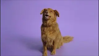 Dog Guys: Episode 5 'changes'