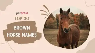Top 30 Brown Horse Names Of All Time | PetPress