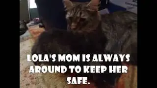 Kitty Krusades #8: Meet Emmy and Her Adorable Little Kitten Lola!!! - Fursday Cute Cat Kitten Video