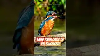 Rapid River Calls of the Kingfisher #birdsongs