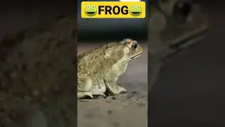 Frog Singing a song #frog #animal #night