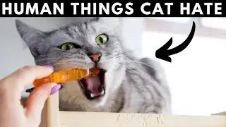 15 Human Things Cats HATE and Wish You Would Not Do