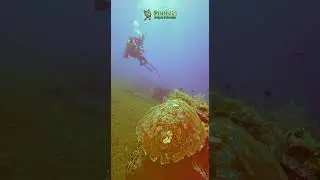 Tulamben Diving #bali #dive #scubadiver