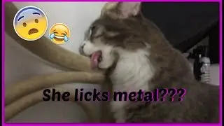 Mari licks metal...???