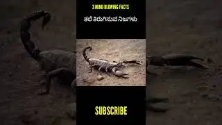 💥 Top 3 amazing ಕನ್ನಡ facts 💥......#kannadafacts #viral #reels #shorts #amazingfactsinkannada