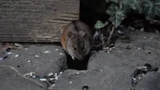 Our Striped Field Mouse 2021-03-27