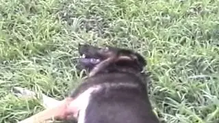 German shepherd does dead dog for bacon treats