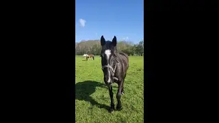 Het springbos🦄 || Op ponykamp bij het Fjordenpaard || 3e buitenrit
