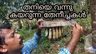ഇങ്ങനെ ചെയ്യുകയാണെങ്കിൽ തേനീച്ചകൾ തനിയെ വന്ന് നമ്മുടെ കൂട്ടിൽ കയറും
