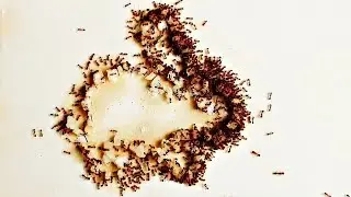 The action of a whip-ant in the form of a rabbit.