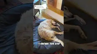 Must learn technique   #borzoi #shotgun #doglife #dogs #hoark #howto #wow #armed #bang #funnydogs y