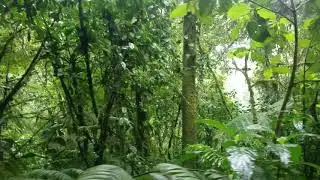 Monteverde Cloud Forest Reserve