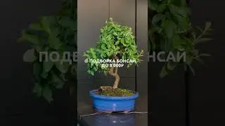 Подборка бонсай до 8&rsquo;000₽🌳
