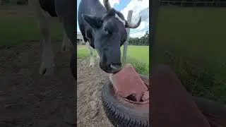 Ah! The Yummy Salt Lick #shorts, #rescued, #cow, #cowprotection