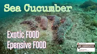 SEA CUCUMBER OR BALAT - BOILING & DRYING  PRIMARY PROCESSING FOR EXPORT #food #exotic  #exoticfoods