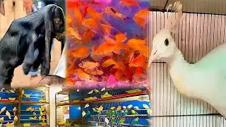&ldquo;Sabse Unique Pets Market Tour 🐟🦚🐐 | Amazing Animals in Pakistan&rdquo;