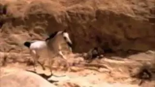 Horse Freedom ~ Wild and free